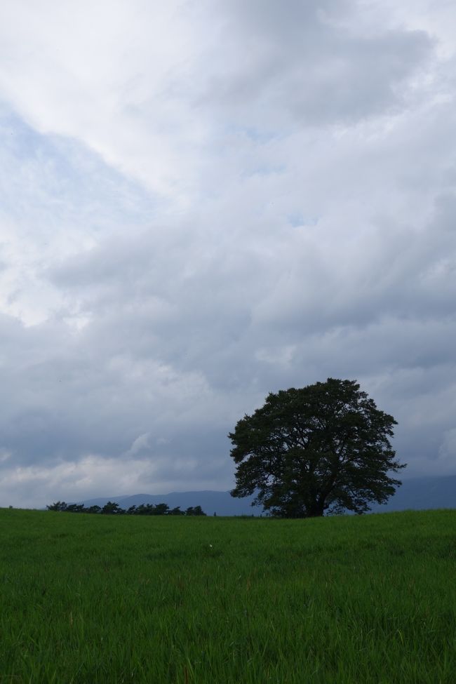 日帰りで岩手県にある小岩井牧場へ行ってきました。<br /><br />岩手県に行くのは今回初めてで、雨の予報にもかかわらず<br />雨は降らず、ゆっくり観光出来て良かったです。