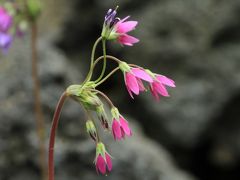 咲くやこの花館