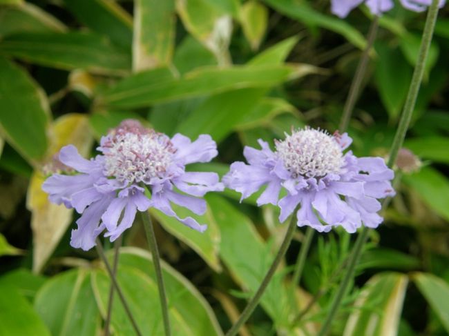 秋の花を愛でる登山をと計画された、花の百名山、四阿山・根子岳を楽しみました。<br /><br />今年の天候は登山計画を組むのは難しい天候で、今回も予定した日に登れず、急遽週刊天気予報から９月４日に決めて登ることができました。<br /><br />やはり天候は一日中霧につつまれ幻想的な景色の中、花は素晴らしく秋を先き取りできた花トレッキングとなりました。