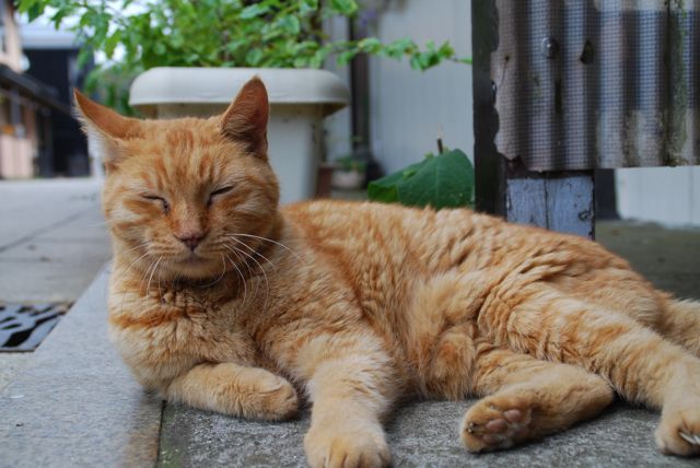 ★街十色～ 江ノ島・鎌倉 のいろ ねこのいろ★