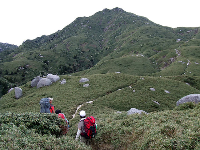 多くの人がこの小屋から下山してそのまま離島するケースが多いので出発は早いようです。テントスペースはギリギリでしたが、私たちが6時に出発したときには点とは数張りしか残ってませんでした。さー屋久島の三岳（永田岳・宮之浦岳・黒味岳）登頂するぞ！<br /><br />●新高塚小屋～永田岳<br />小屋からは第一展望、第二展望と宮之浦岳の展望が開けた箇所があるのでちょっと休憩するのにちょうど良い。屋久島は石楠花が有名だが、この季節はまだ早い。その代わりアセビだろうかか白い花が満開でそこらじゅうに咲いていた。平石岩屋付近から高い樹木がなくなり、展望が開けてくる。正面には宮之浦岳が現れた、笹に覆われ所々に巨石がアクセントになるその景山様は、他の地域では見たことない綺麗な姿だった。<br /><br />今回は時間的にも余裕があったため屋久島の三岳を全部登ることにした。分岐から先に永田岳へ軽身で登る。アップダウンがあるため登りも降りもほぼ同じ時間かかる。永田岳方面に少し歩いたところに平らな所があり、テント1張り幕営している。指定場所以外での幕営OKなの？<br />永田岳山頂直下は大きな岩山。展望は申し分なし。シャクナゲは写真の通りまだツボミ。6月上旬には素晴らしい景色になるだろう。ここまで足を運ぶ人は少なく静かな山頂だった。<br /><br />●百名山 宮之浦岳へ<br />分岐点まで戻ってきて百名山山頂へと向かう。山頂直下にはこないだテレビで見た宮之浦岳は岩の割れ目に祠を発見。場所が道標のある岩の裏なので気付かないで通り過ぎてしまう人も多いかもしれない。さすがに皆が目指すだけあり、道標前は大混雑していた。ゆっくりするスペースも無いので早々に黒味岳を目指す。<br />宮之浦岳から黒味岳に向かう間にはワリモ岳を通り、翁岳、安房岳、投石岳があるが、ピークを踏まずにトラバースルートになる。この辺は奇岩が多く楽しい見晴らしだった。数カ所水場があり休憩しながら歩ける。特に投石平は平らな一枚岩でで休憩している人が多かった。<br /><br />●黒味岳への縦走<br />黒身岳分岐点に到着した時には昼だったので食事休憩を取り軽身で登る。黒味岳山頂は、永田岳同様に大きな岩山で見晴らしが抜群に良いです。南には明日登る予定のモッチョム岳が目を引く。せっかく宮之浦岳に来たならこの永田岳・黒味岳にも登って三岳制覇をお勧めする。<br />黒味から降りると後は淀川へ向かうのみ。花之江河はまだ緑に早かったが綺麗な湿原帯だった。淀川小屋の裏にある沢の水がとても旨い。登山口に到着は予定より1時間30分早かった為、タクシー会社にお願いして1時間早めてもらった。電波が通じて良かったよ。<br />タクシーでは、道中にある紀元杉に寄ってもらった。ここの杉も大樹だが弱っているらしくいろいろな対策を講じている。杉に触れることが出来きた。安房への下りでは、屋久鹿、屋久猿が道路沿いにたくさんいた。<br />安房到着時に少し買出しするために「ショッピングセンターばんちゃん」に寄ってもらった。このネーミングどうよと思ったが、品揃えは普通のスーパーで、明日のモッチョム岳に備えて携帯食を購入し、2泊お世話になる前岳荘に向かった。<br /><br />●夕食の予約がなかなか取れず<br />この日は地元の料理を満喫しようと外食する予定。下山してからガイドブックを見ながら屋久サバで有名な店に電話をかけるも、どこも予約で満席で途方にくれる。7店目くらいだろうか「散歩亭」というちょっとオシャレな居酒屋でようやく予約が取れた。前岳荘は安房中心地から2キロほど南にある。最初は2キロ歩けるだろうと思っていたがなかなか遠く、タクシーを利用した。散歩亭･･･当たりだ。地場の食材をふんだんに使った、洋風料理をいただける。焼酎も旨いのが揃っていてついつい飲みすぎて、一人当たり6000円位になってしまったが大満足だった。<br /><br />●3日目（5/4）　宮之浦岳縦走　10時間10分（休憩含）<br />4:00起床 - 新高塚小屋6:00 →7:40焼野三叉路→8:45永田岳9:00→10:10宮之浦岳10:30→12:30黒味岳麓（昼食）12:50－サブザックでピストン→13:15 黒味岳13:30→黒味岳麓13:50 →15:05淀川小屋15:30→16:10淀川登山口17:00－タクシー→18:15安房Aコープ→18:30安房民宿　→　安房へ出て夕食<br />※タクシーはまつばんだ交通18:00淀川登山口で予約\10,700、淀川登山口についたら早かったため携帯で電話したら1時間早めてくれました。登山口auは入りましたが、ドコモは圏外でした。<br />