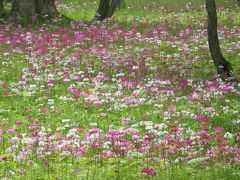 20140624 千手ケ浜　クリンソウ群生地　