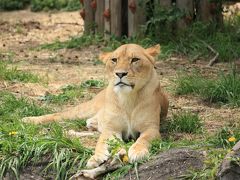 2014.4 GWの中休み　春の東山動植物園