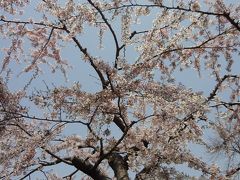 桜の開花を期待して再び函館へ！特典航空券＆アップグレード。