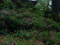 河内長野の旅行記