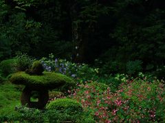 京都　花寺めぐり～大原三千院、宝泉院