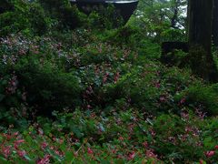 大阪　花寺めぐり～岩湧寺、観心寺