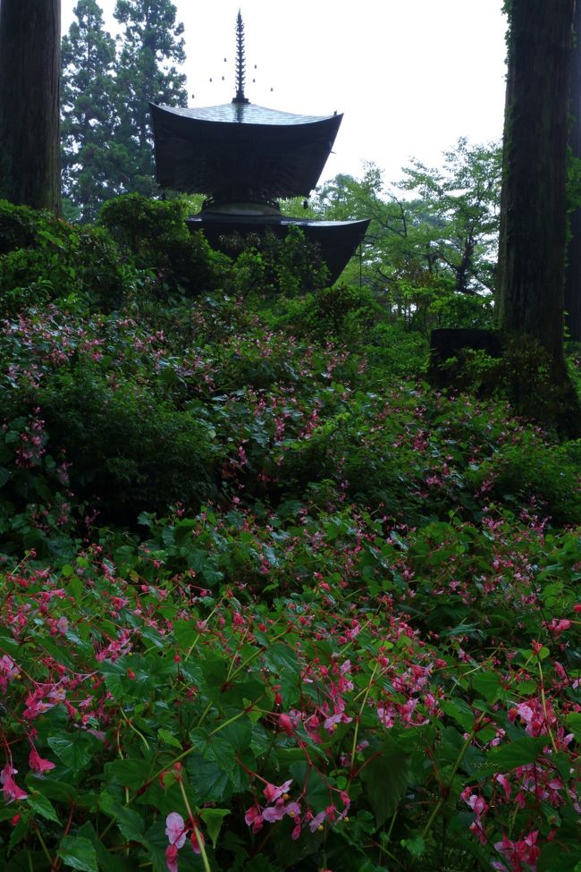 岩湧寺の秋海棠を見に京都から大阪へ移動します。<br /><br /><br />岩湧寺（いわわきじ）/秋海棠<br />観心寺（かんしんじ）/百日紅、萩<br />下赤阪の棚田