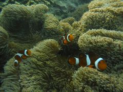 アリビラでふれあいシュノーケル