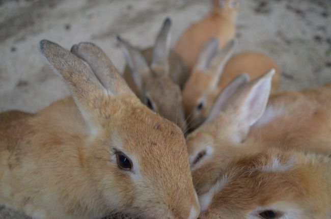 念願のうさぎ島！！！ずっと行きたかったのです！！でも、まだ暑くてうさぎさんも穴にいてなかなかでてきてくれませんでしたが、夕方になり涼しくなるとたくさんうさぎさんが！！！涼しい季節をおすすめします。<br /><br />2014年青春１８きっぷ夏の３回目のたび。<br />大阪からの日帰りたびです。