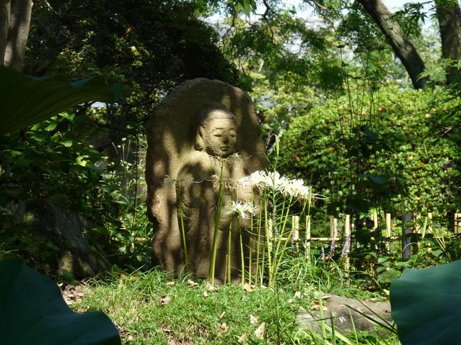 ２０１４年９月９日、久しぶりに朝から青空だったので、群馬県太田市の常楽寺へ行ってみました。<br />秋の常楽寺は彼岸花が咲くそうですが、お彼岸にはまだ半月もあるので、今日は場所の確認含めて下見です。<br /><br />今日歩いた範囲では、赤い彼岸花が咲いていたのは一か所だけでした。<br />白い彼岸花は何か所かで咲いていました。白いのはピークを過ぎていたような感じでした。