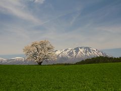 2014年_桜を求めて北東北3_岩手の一本桜と羽後牛の焼肉