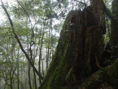 屋久島 宮之浦岳のあとのもう一山　4日目　（モッチョム岳～南部観光）