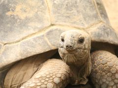 オランダから来たニシレッサーパンダのペアに会いたくて熱川バナナワニ園へ（１）アクセス編＆分園のワニとゾウガメと植物いろいろ