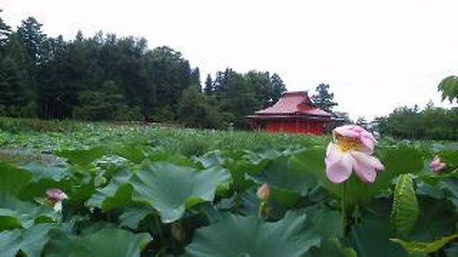 青森県平川市にある猿賀神社の近くに猿賀公園があり、見晴池と藤ケ池の２つ広いのひｒ池があり池の周りを囲んでソメイヨシノや八重桜の桜の木があります。また池一面に蓮があり蓮の花がとても綺麗で感動します。