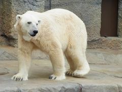 はじめまして北海道～北海道神宮・円山動物園編～。