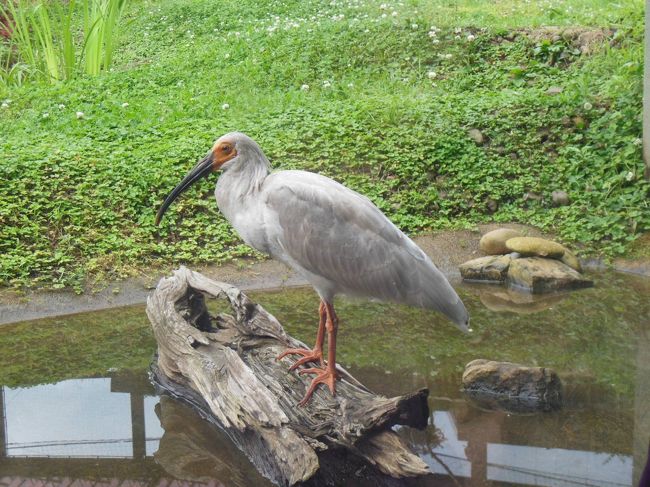 H26.6.29から両津温泉郷に二泊して、佐渡島の周遊を試みた。トキの森公園には初日(6/29)に訪れた。トキの森公園は佐渡島中央部の新穂地区にあり、園内にはトキ展示資料館や繁殖ケージ、トキふれあいプラザなどがある。トキ展示資料館から続く観察回廊からは繁殖ケージ内のトキを見ることができた。また、トキふれあいプラザではケージ内に水路やとまり木などのトキの生育環境が再現されており、トキの生態を間近に観察できた。