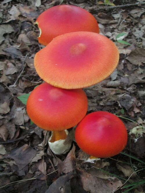 雑木林の彩り タマゴタケ・シロオニタケAmanita hemibapha Sacc