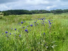 ヒゴタイが花盛りの長者原散策と小松地獄でゆで卵