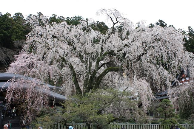 ☆遡って記録中☆<br /><br />友だちと久しぶりの日帰りバス旅行♪<br /><br />今回は桜を見に山梨へ<br /><br />桔梗信玄餅工場見学〜身延山久遠寺〜慈雲寺〜シャトー勝沼<br /><br />