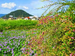 本薬師寺跡・おふさ観音・飛鳥川を歩く