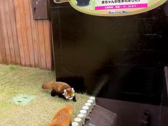 初秋のレッサーパンダ紀行【３】 南紀白浜アドベンチャーワールド　ライラっちと２匹の仔パンダが織りなすアドベン空前のレッサー・フィーバー！！