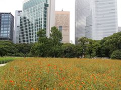 夏の浜離宮　キバナコスモス