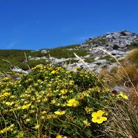 今年三度目の正直、夢がようやく叶う / 南アルプス北岳・間ノ岳 - 高山植物観賞編