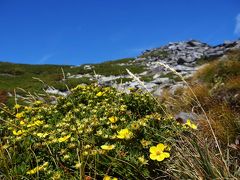 今年三度目の正直、夢がようやく叶う / 南アルプス北岳・間ノ岳 - 高山植物観賞編