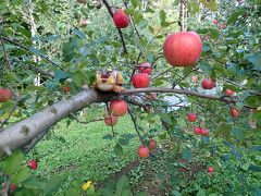 2013年10月青森旅行①「岩木山の麓でりんごを食べる」