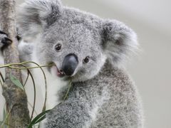 さわやかな秋晴れの９月連休中日の埼玉こども動物自然公園（後編）東園のコアラのエミちゃんと可愛い仲間と鳥たち&#12316;フタユビナマケモノ・ワラビー・カピバラ・ホウシャガメ・オーストラリアの鳥・マダガスカルトキ・モリフクロウ・迷子のインコのキュウちゃん