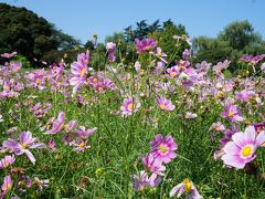 コスモスを撮りに昭和記念公園へ