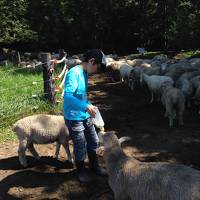 '14 夏の北海道家族旅行（帯広～層雲峡～旭川）3泊4日　その2◆牧場で羊とたわむれる