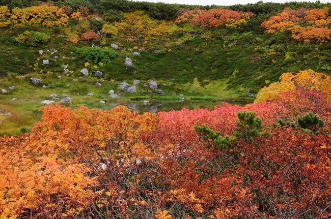 ９月の三連休、日本一早い紅葉を求めて、北の大地へと旅に出た。<br />今回も、夜行列車で渡道しようと思っていたが、最近では寝台券を取るのは至難の業であるため、仕方が無く、いつもの新幹線と『はまなす』を乗り継いで向かうことにする。<br />初日は、旭岳の麓まで行き、とりあえず、天候によって考えることにした。<br />久しぶりの大雪山である。<br />旭岳のカムイは、快く出迎えてくれるだろうか。<br /><br />（2021.09.17投稿）