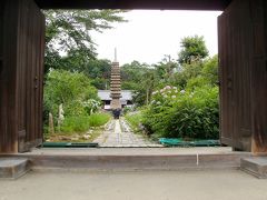 花菖蒲とコスモスの寺　般若寺（奈良）