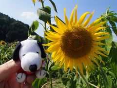 『ひまわり柚遊農園』に向日葵を見に行きました～！（兵庫県丹波市春日町）