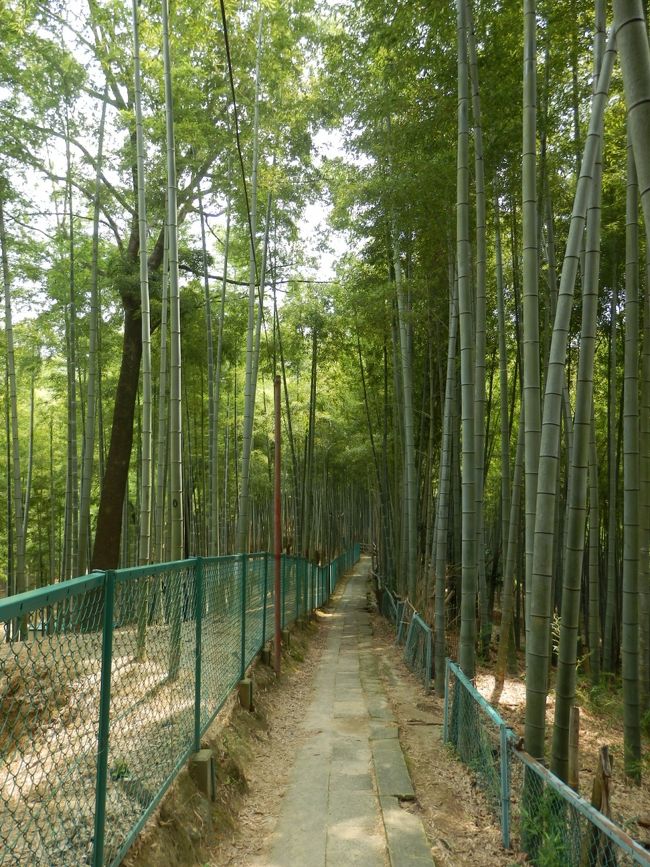 　この神社を登る場合、通常は鳥居を潜っていくのですが、脇道を歩いていたら山登りルートで登ってしまいました。通常のルートみたいに整備されていなく、道もまさに山道で、鳥居も古いものばかりでした。あと、ガイドマップに乗ってある様々な滝を見ることができました。途中で何度も引きかえそうと思いましたが、なんとか無事に登りきりました。帰りは通常コースを通って帰れたので、貴重な体験ができてよかったです。