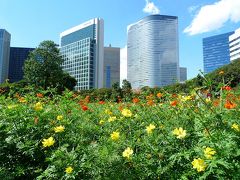 のんびり散策：浜離宮恩賜庭園へコスモスを見に