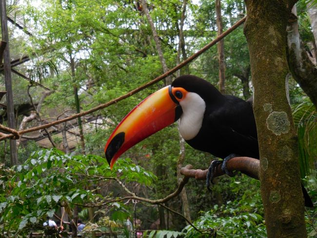 前日にヘリ観光をしちゃったので、時間が余った。<br />ということで、予定外の野鳥公園へ。<br />ちょっと野鳥がいるだけかとおもいきや、想像以上に大満足の１時間を過ごしました。<br />このホテルに泊まる＆時間がある人は超おすすめ！<br /><br />そして、ブラジル側のイグアスの滝トレッキングへ。<br />やっぱり最初から言われているように、ブラジル側から見たほうが全体を見渡せる。<br />とにかく見渡す限り滝って感じ。<br />イヤホンガイドをしていると音で楽しめないので、ところどころ外して歩いたけど、轟音がプラスされた滝はやっぱりすごかった。<br />そして昼食は今度はブラジル側のシュラスコ！<br />アルゼンチン側はソースにつけて食べるけど、ブラジル側は塩コショウのみ。<br />どちらもおいしかったから大満足。<br />そしてまたリマへ移動。<br /><br />1日目：羽田深夜発～ロサンゼルス<br />http://4travel.jp/travelogue/10931207<br />2日目：ロサンゼルス深夜発～リマ　サント・ドミンゴ教会を見学して、そのままクスコへ<br />http://4travel.jp/travelogue/10931211<br />3日目：マチュピチュを堪能してクスコへ移動、アルマス広場・カテドラル・12角の石<br />http://4travel.jp/travelogue/10931218<br />4日目：クスコ～リマ、そしてブラジルイグアスへ移動三昧の日<br />http://4travel.jp/travelogue/10931220<br />5日目：アルゼンチン側イグアスの滝（トレッキング＋ボート＋ヘリコプター）<br />http://4travel.jp/travelogue/10931234<br />6日目：予定外の野鳥公園＆ブラジル側イグアスの滝トレッキングからリマへ移動→今ココ♪<br />7日目：ナスカの地上絵<br />http://4travel.jp/travelogue/10931240<br />8日目：リマ市内観光（アルマス広場・カテドラル・大統領府・サンフランシスコ教会・パルケ・デ・ラ・ムラヤ城壁公園）の後、ロサンゼルスへ<br />http://4travel.jp/travelogue/10931241<br />9.10日目：ロサンゼルス深夜発～羽田早朝着<br />http://4travel.jp/travelogue/10931243