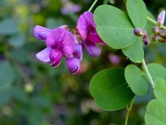 めっきり秋めいた神戸市立森林植物園