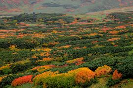 【400冊記念】日本一早い紅葉に出会う旅【２】～秋色の裾合平と札幌の夜景～