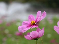 秋といえば・・秋桜・・秋桜といえば・・