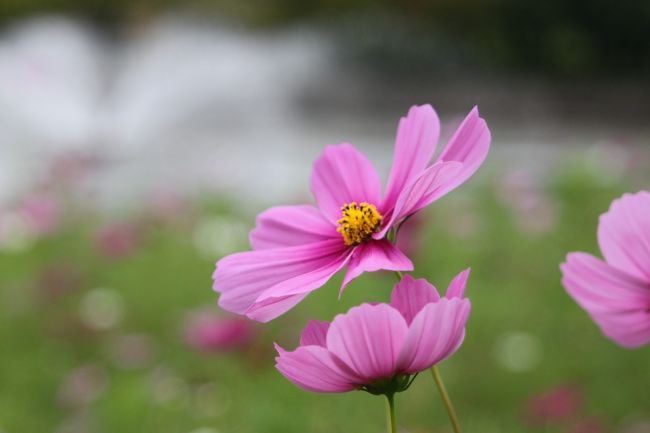 良い季節になりました〜<br />秋の一日、今日は曇っていたので日焼け気にせずお出かけ〜<br />車で一時間半のドライブ、いつもの「なばなの里」へ行ってきました<br /><br />秋といえば、秋桜<br />秋桜といえば・・・<br /><br />薄紅の秋桜が秋の日の<br />何気ない陽だまりにに揺れている〜♪<br /><br />そう、山口百恵さんとが歌った秋桜です<br />その百恵さんと三浦友和さん夫婦の長男、三浦祐太郎クン、秋桜満開の「なばなの里」で見ました〜<br />今月初めのグアムで、元ジャイアンツのピッチャー宮本さんに次いで、二人目の芸能人<br />写真は撮ったらダメってことでしたので、ちらっとだけ〜<br />やっぱお母さん似かな<br />でも、有名すぎる両親持つと大変だよね<br />その上にはいけないだろうしね<br />あんな小さなステージで歌ってる息子、百恵さんはどう思うのかな〜<br /><br />なんて、人の息子のこと気にしてる場合か！<br />我が息子、どうなるやら(泣)<br /><br />って、これは旅行記なのに関係ない話で(^-^;<br />はい、秋桜、癒されました〜(*^^*)