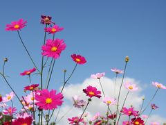 ナビと喧嘩しながら勘違いと思い込みの旅『うす紅のコスモスが秋の日の～♪』