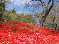 ナビと喧嘩しながら勘違いと思い込みの旅②彼岸花を探して。。。『♪曼珠沙華～♪』