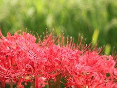 秋といえば・・・彼岸花