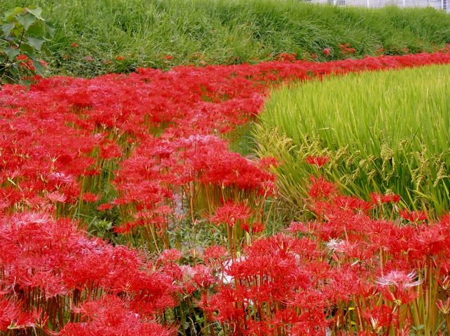 神戸市西区の田園地帯では彼岸花が深紅に色づき始め、あぜを縁取るように咲き誇り、黄金色に輝く稲穂と鮮やかなコントラストを見せていた。