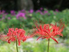 小さな散歩で彼岸花を愛でる