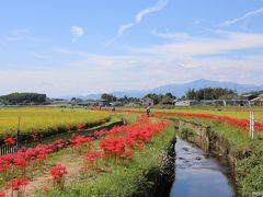 小出川の彼岸花が見頃を迎えました