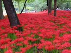 巾着田の曼珠沙華と物見山・日和田山ハイキング2014年9月